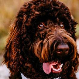 Australian Labradoodles and Goldendoodles from Four Paws Labradoodles