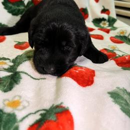 Giant Schnauzer Puppies from Toledo Bend Giants Vom Zitronen
