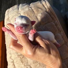 Axal - White male Chihuahua puppy in Summerfield, Florida from Uey’s Chihuahuas