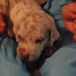 Cardigan Welsh Corgi and Great Dane Puppies from Red Oak Farm and Kennel