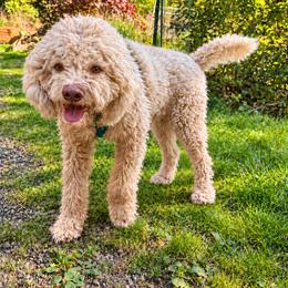 Chevy - Off-white female Lagotto Romagnolo puppy in Westlake, Oregon from Premier Truffles