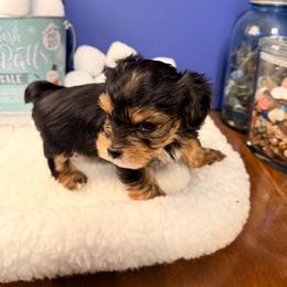 Boy 4 - Black and tan male Yorkshire Terrier puppy in Jacksonville, Arkansas from Royal Yorkie Terrier