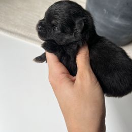 Boy 1 - Blue and tan male Pomeranian puppy in Muskogee, Oklahoma from Wonderlust Pomeranians