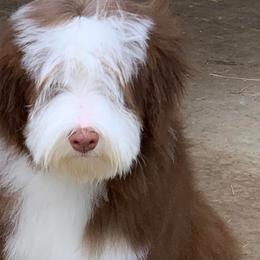 Bearded Collies and Shih Tzus from Lakewood