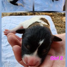 Girl 2 - Black white and tan female Rat Terrier puppy in Kennewick, Washington from SUNSHINE DECKERS WASHINGTON