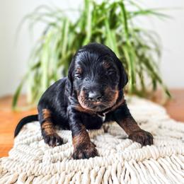 Atticus - Phantom male Bernedoodle puppy in Gaylord, Michigan from Dog Mom Co. Doodles