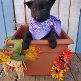 German Shepherd Puppies from Titanium Strong German Shepherds