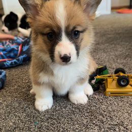 Cherry - Sable and white female American Corgi puppy in Bloomfield, Iowa from Beebe’s Corgis | Seven B Corgi Co