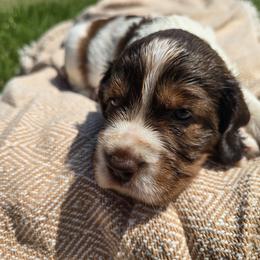 Teton - Liver white and tan male English Springer Spaniel puppy in Hephzibah, Georgia from Sidel's Springers