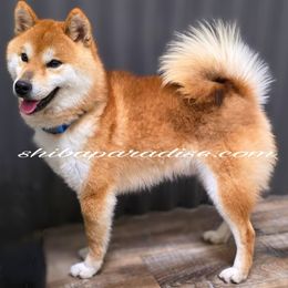 Kuzya - Shiba Inu