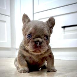 Prada - Tricolors female French Bulldog puppy in San Diego, California from Hlop Frenchies LLC