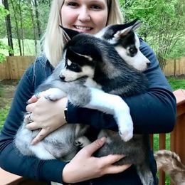 Pomsky Puppies from Pristine Pomskies
