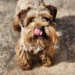 Indy - Miniature Schnauzer