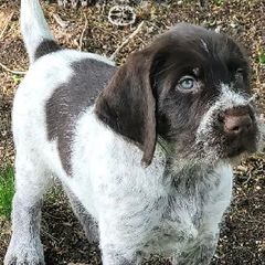German Wirehaired Pointers from Solis Pointers