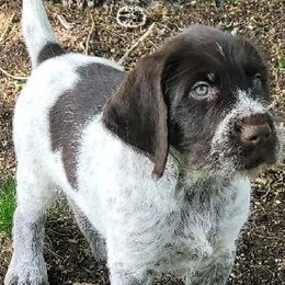 German Wirehaired Pointers from Solis Pointers