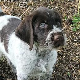 German Wirehaired Pointers from Solis Pointers