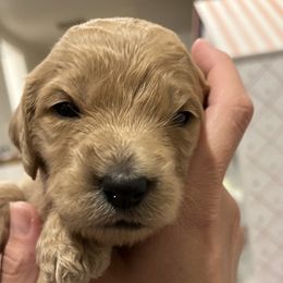 Girl 2 - Goldendoodle puppy in Cameron Park, California from Silkie Doodles