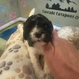 Harmony - Tri-color female Cavapoo puppy in Marysville, Washington from Cascade Cavapoos