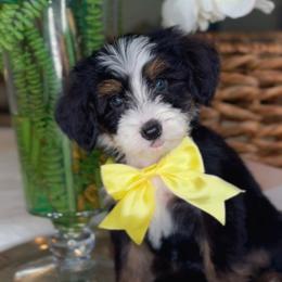 Prada - Tri-color female Bernedoodle puppy in West Jordan, Utah from Doodles Friend