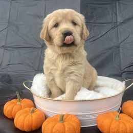 Miss Minnow - Golden female Golden Retriever puppy in Knoxville, Tennessee from Jack and Ginger’s Goldens