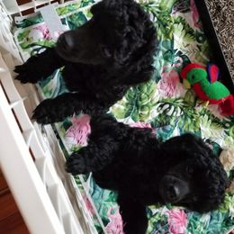 Poodle Puppies from Betse Curtis