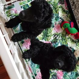 Poodle Puppies from Betse Curtis