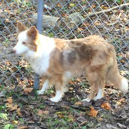 Fly - Border Collie