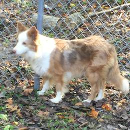 Fly - Border Collie