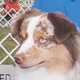 Ben - Miniature American Shepherd