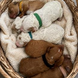 Boy 1 - Red  male Goldendoodle puppy in Chattanooga, Tennessee from Scenic City Doodles