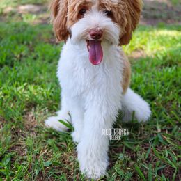 Sundance - Goldendoodle