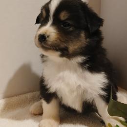 Elsa - Black tri female Miniature Australian Shepherd puppy in Gretna, Virginia from Adams Acres Cattle Dogs