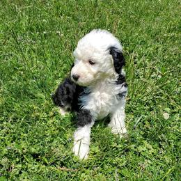 Lola - Black and white female Sheepadoodle puppy in Bellevue, Iowa from Fluffy Wonders Poms and Doodles