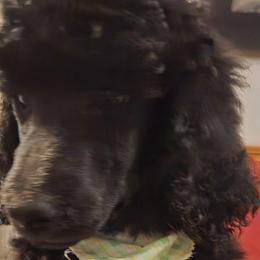 Jasper - Black male Poodle puppy in Browns Summit, North Carolina from Nailah's Beauties: Standard Poodles