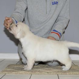 Golden Retriever Puppies from Gratz Kennels