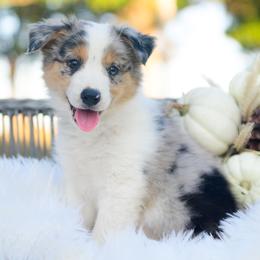 Velvet - Blue merle female Border Collie puppy in Conway, Missouri from 2J 2K Border Collies | Maremma Sheepdogs