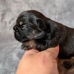 Presley - Black and tan male French Bulldog puppy in Battle Ground, Washington from Ferguson's Bulldogs