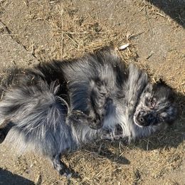 Muffin - Pomeranian