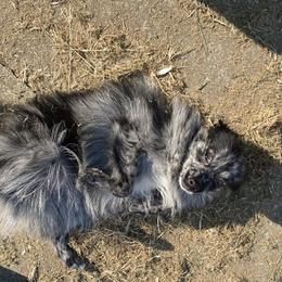 Muffin - Pomeranian