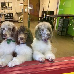 Bernedoodle and Goldendoodle Puppies from Cottrell’s Poodles & Doodles