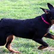 Beauceron All Grown Up from Bergers du Jalbert