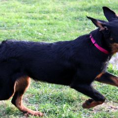 Beauceron All Grown Up from Bergers du Jalbert