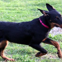Beauceron All Grown Up from Bergers du Jalbert