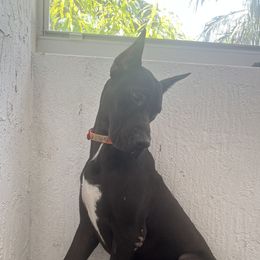 Scooby - Great Dane