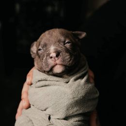 American Bully and Boston Terrier Puppies from Greenberg's Boston Terriers & Bullies of Metro Detroit