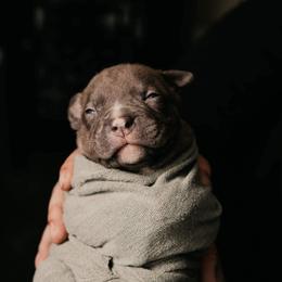 American Bully and Boston Terrier Puppies from Greenberg's Boston Terriers & Bullies of Metro Detroit