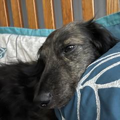 Archie - Dachshund