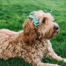 Carmel - Goldendoodle