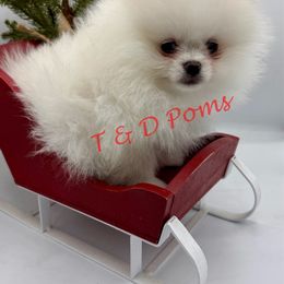 Biggest boy charting 6-7lbs - White male Pomeranian puppy in Bourbonnais, Illinois from T & D Poms