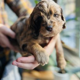 Wren Lee - Merle female Cavapoo puppy in Natural Bridge, Virginia from Rockbridge Puppies